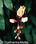 Thunbergia mysorensis