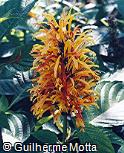 Justicia aurea