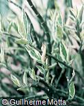Pedilanthus tithymaloides ´Variegatus´