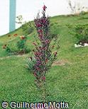 Leptospermum scoparium