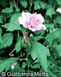 Hibiscus syriacus ´Woodbridge´