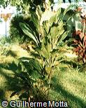 Cordyline terminalis ´Exotica´