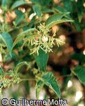 Cestrum nocturnum