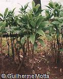 Cordyline terminalis