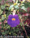 Thunbergia erecta