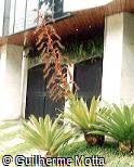 Alcantarea imperialis