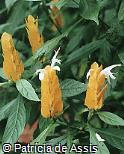 Pachystachys lutea