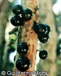Myrciaria cauliflora