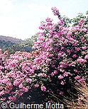 Bougainvillea glabra var. graciliflora
