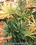 Podocarpus macrophyllus