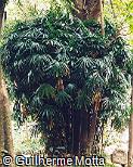 Rhapis excelsa