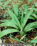 Curculigo capitulata