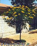 Caesalpinia pulcherrima var. flava