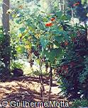 Tithonia speciosa