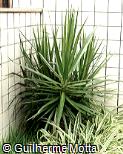 Dracaena marginata