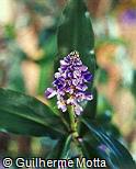 Dichorisandra thyrsiflora