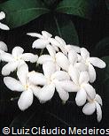 Tabernaemontana laeta