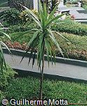 Cordyline australis
