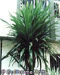 Cordyline indivisa
