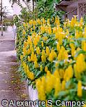Pachystachys lutea