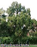 Cupressus funebris