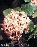 Ixora chinensis