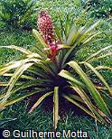 Ananas comosus