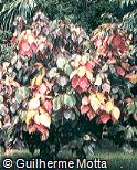 Acalypha wilkesiana ´Tricolor´