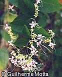 Clerodendron fragrans
