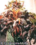 Codiaeum variegatum ´Lance-leaf´