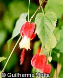 Abutilon megapotamicum