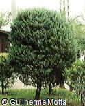 Thuja orientalis
