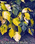 Acalypha wilkesiana ´Harlekin´