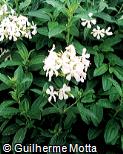 Cornus poliophylla