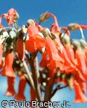 Kalanchoe tubiflora