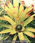Neoregelia johannis