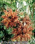 Schefflera arboricola