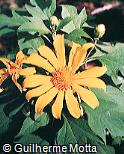 Tithonia diversifolia