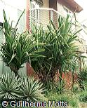 Pandanus veitchii