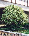 Acalypha godseffiana