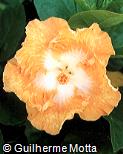 Hibiscus rosa-sinensis ´Epsiode´