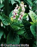 Pseuderanthemum reticulatum