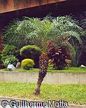 Phoenix roebelenii