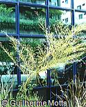 Abrir ficha do item Phyllostachys pubescens