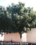 Eriobotrya japonica