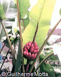 Musa velutina