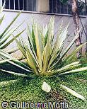 Furcraea foetida ´Striata´