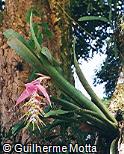 Bilbergia nutans