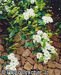 Lantana undulata
