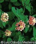 Lantana camara ´Confetti´